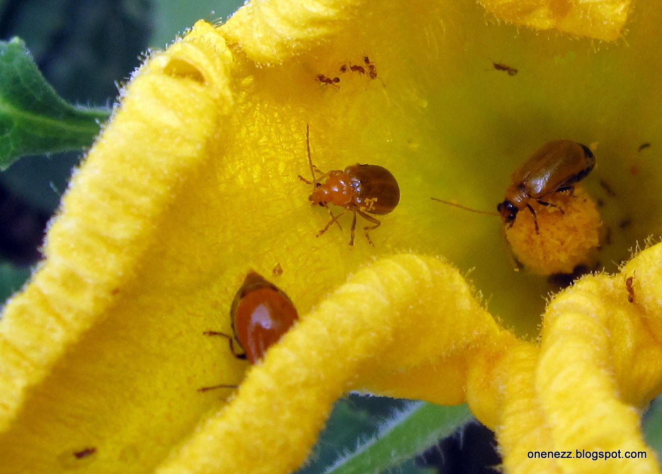 Onenezz: Bad Bugs, Bad Bugs