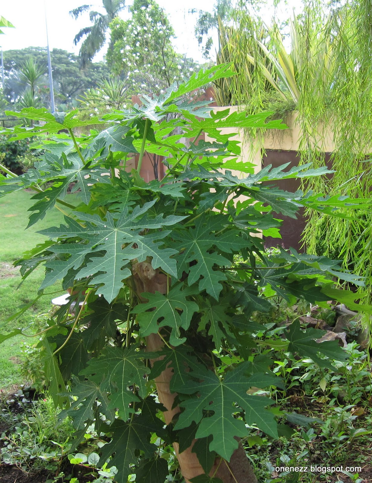 Download Papayas Tree Background