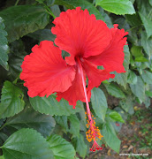 This flower is found in abundance in Malaysia. (img )