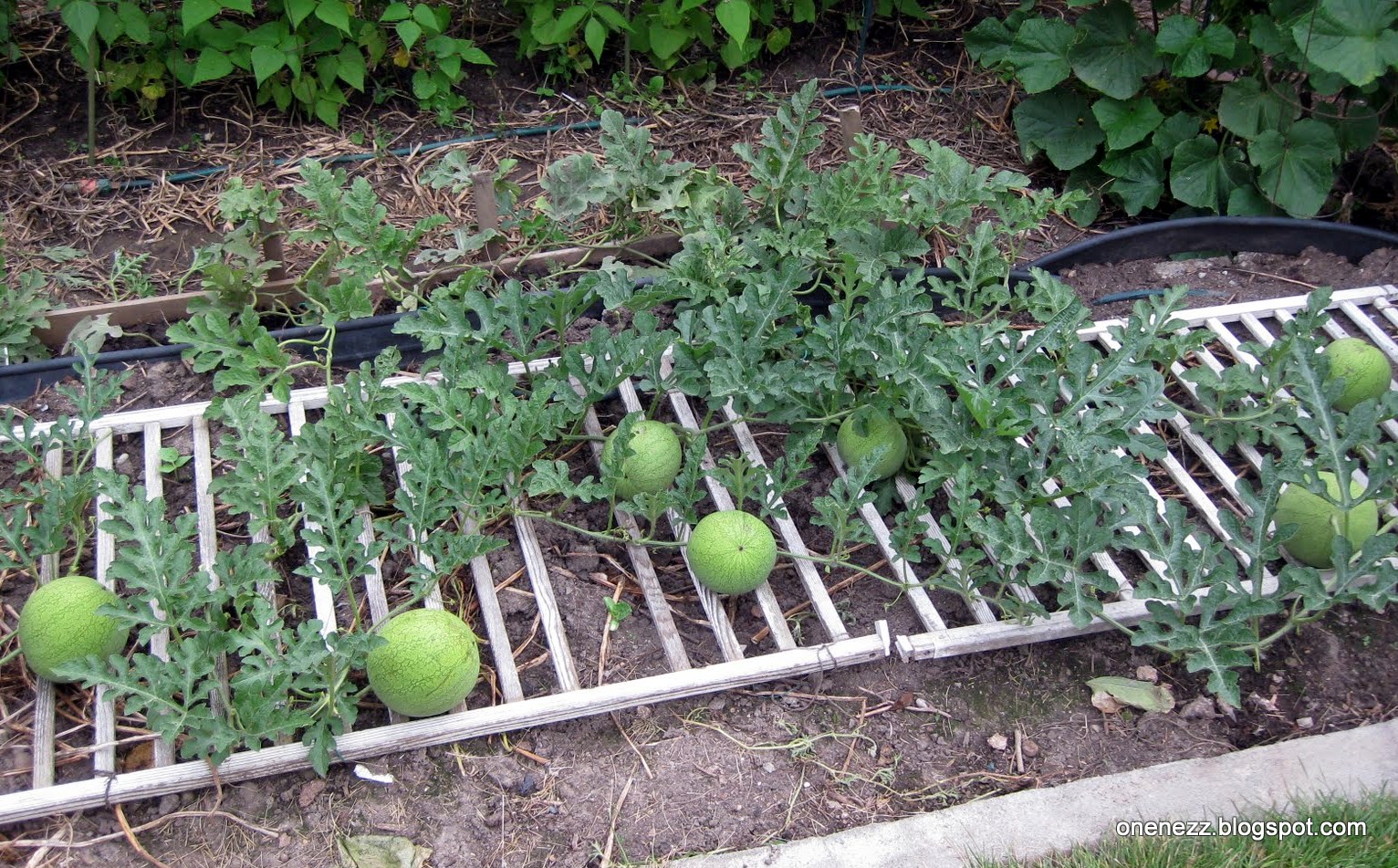 Onenezz Bountiful Fruits in Canada