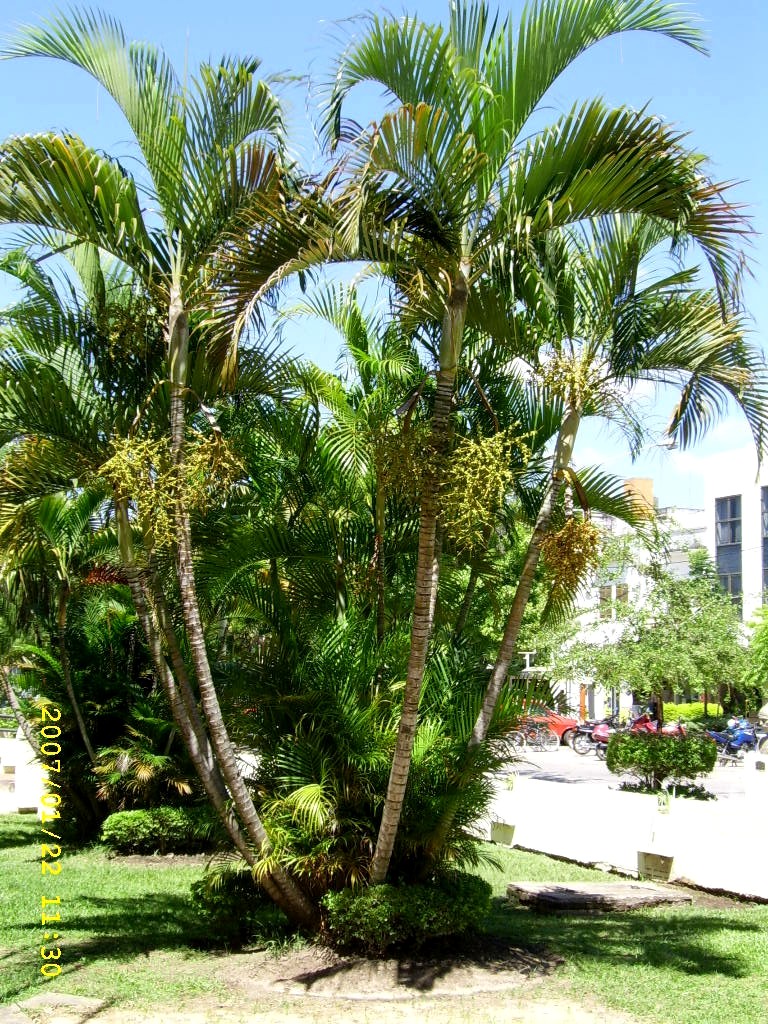 [areca+muni+1.jpg]