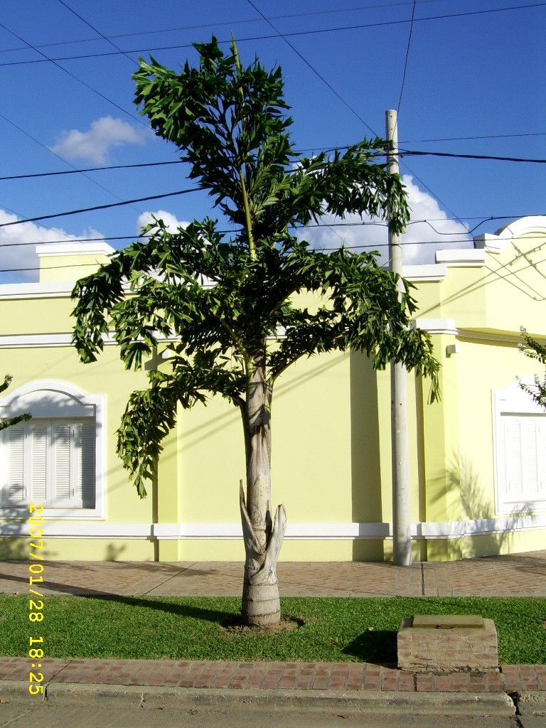 palmeras palmeras