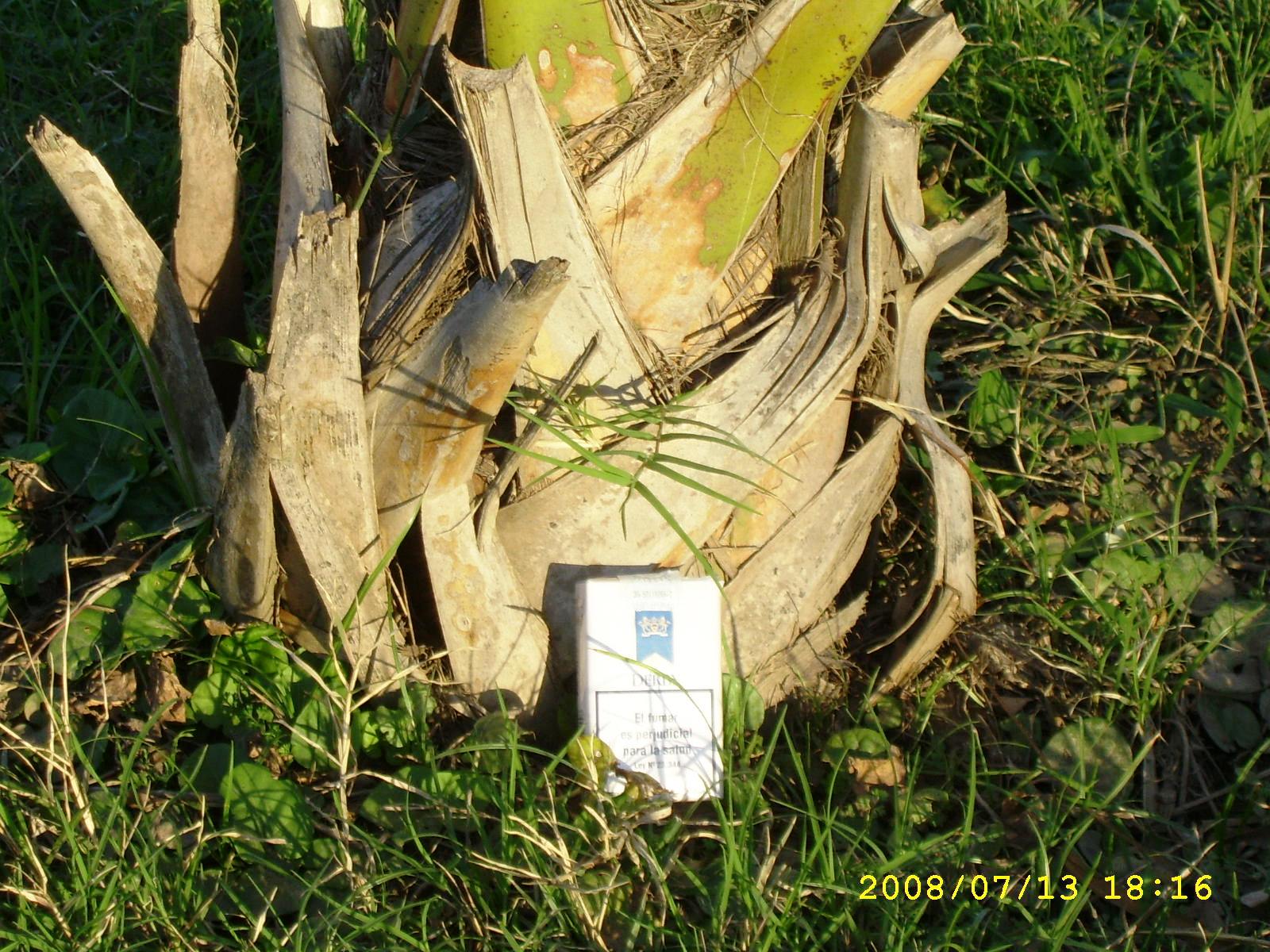 [Sabal+campo+'08+04.JPG]
