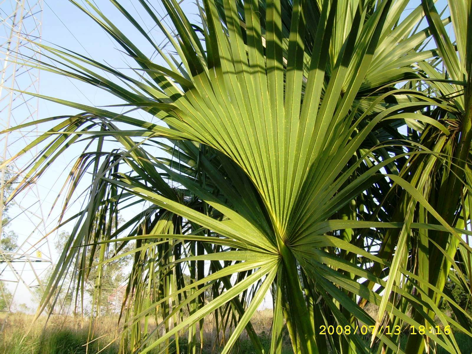 [Sabal+campo+'08+05.JPG]