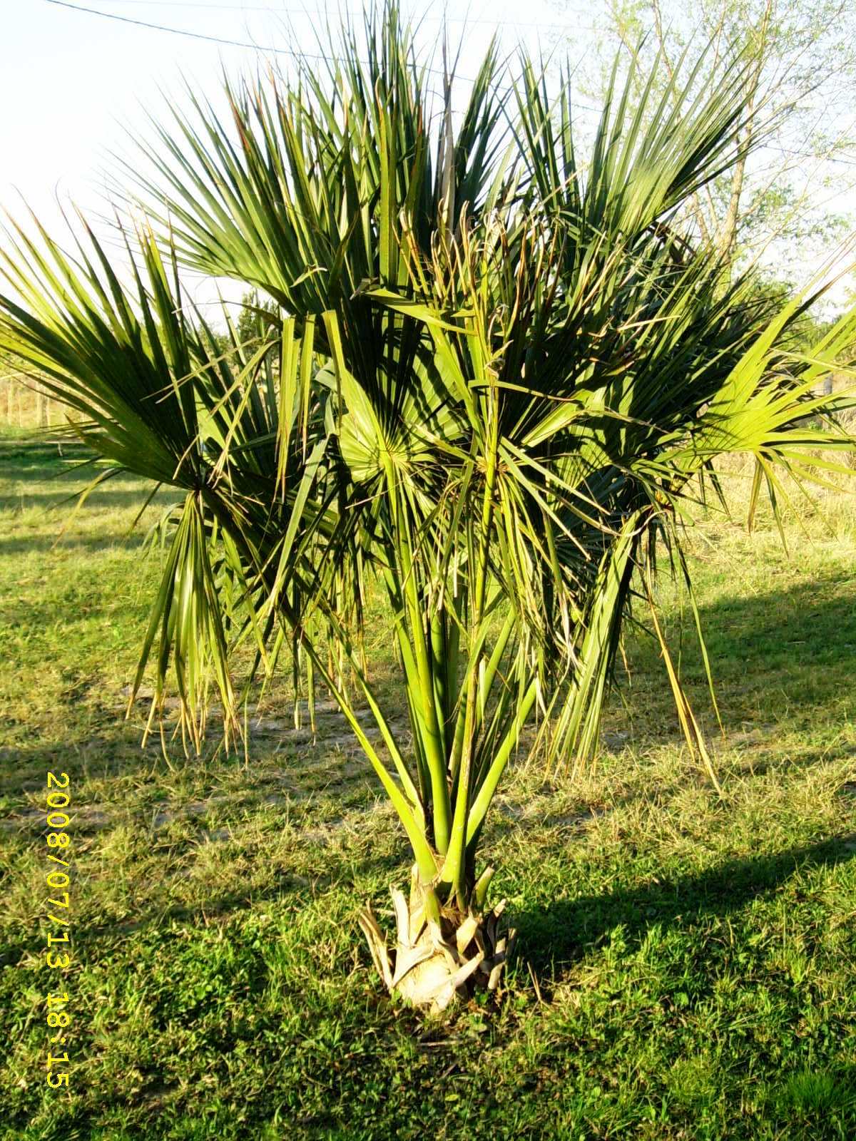 [Sabal+campo+'08+06.JPG]