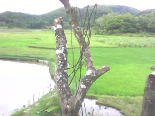 foto Foto-foto keindahan persawahan Payakumbuh