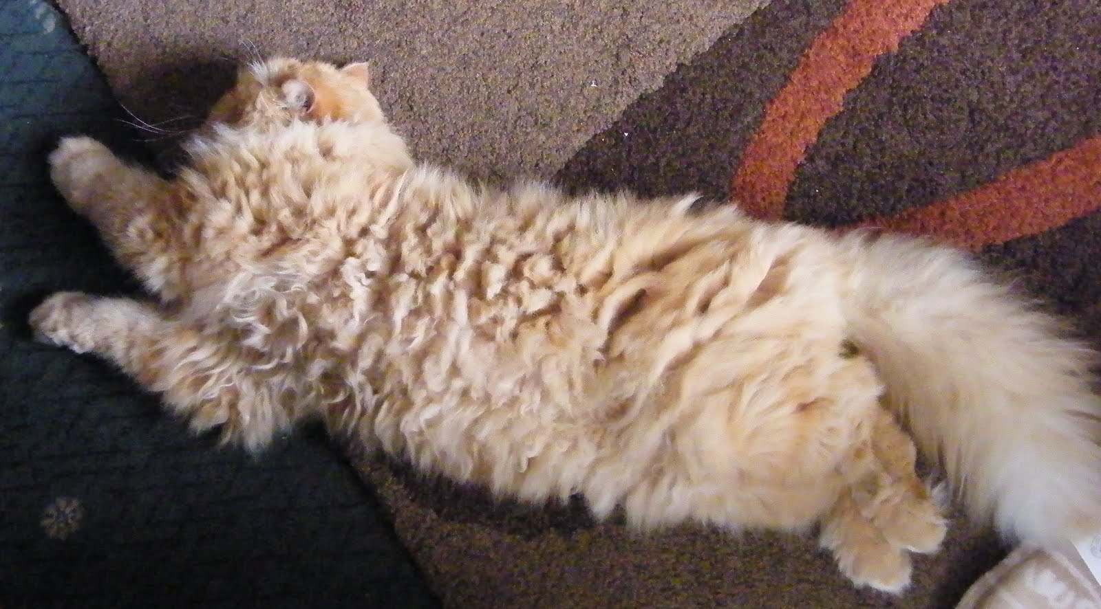 Ginger Full Monty