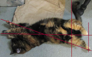 It's all about the angles with Miss KC, a self-confessed purrfectionest.