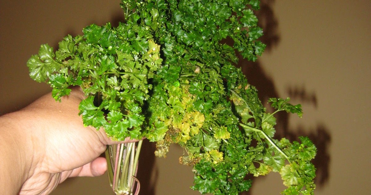 Transplanting Aerogarden Parsley into Containers Indoor Gardening