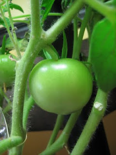 Tomato plants getting bigger on the VeggiePro. | Indoor Gardening - My