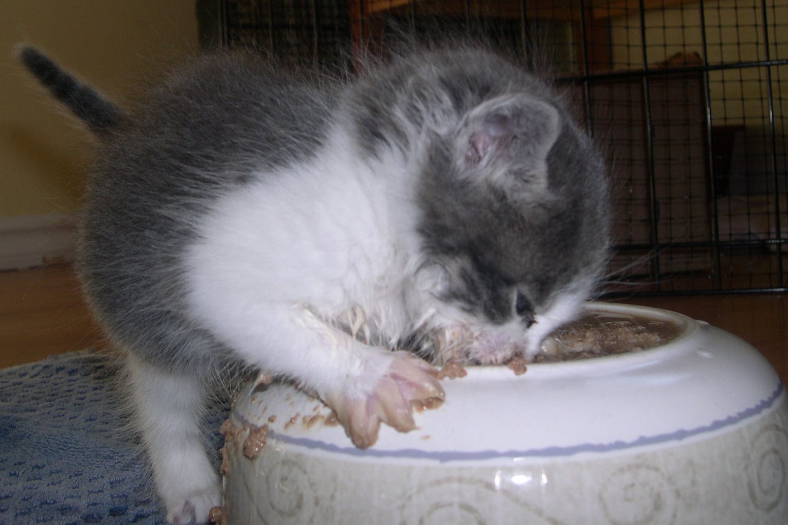 [Messy+CAt.jpg]