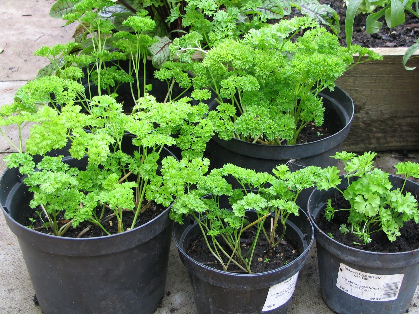 Mark's Veg Plot Culinary herbs