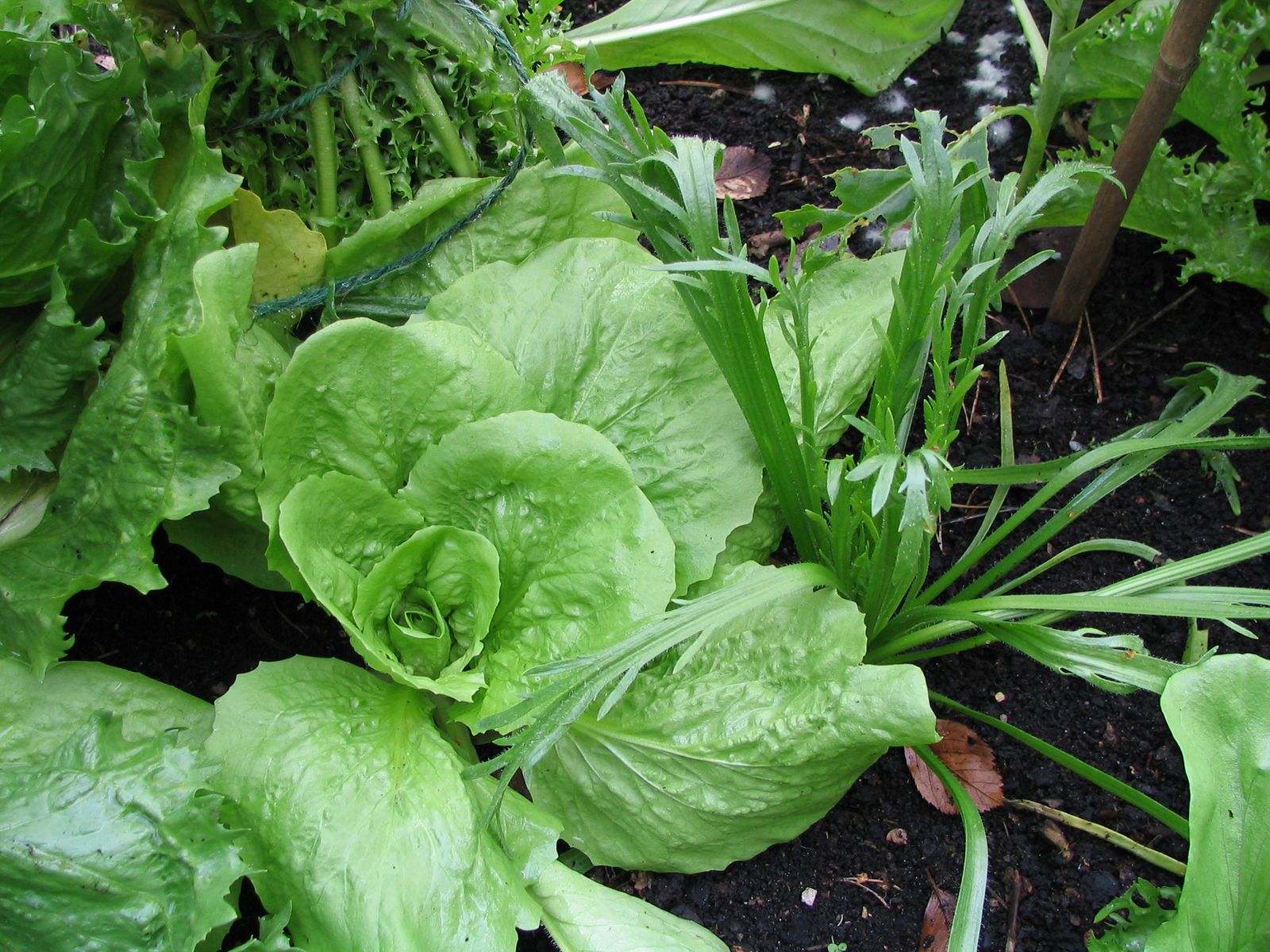 Mark's Veg Plot LongLived Lettuces