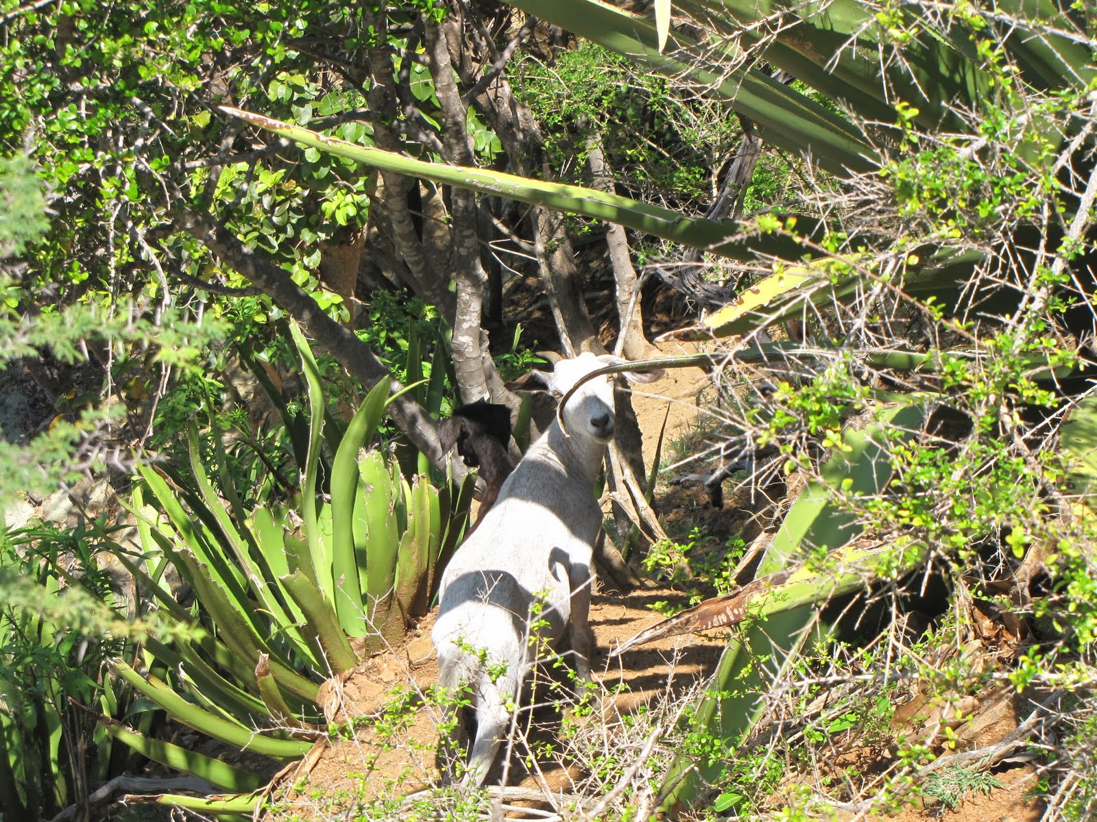 site de rencontres antillais