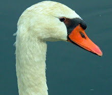 Swans