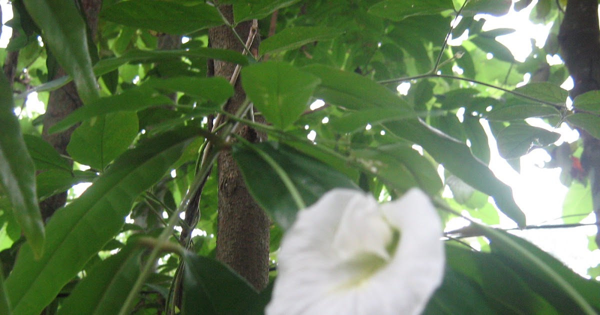 Nature shots Some plants from Keralahaving medicinal value Shankupushpam