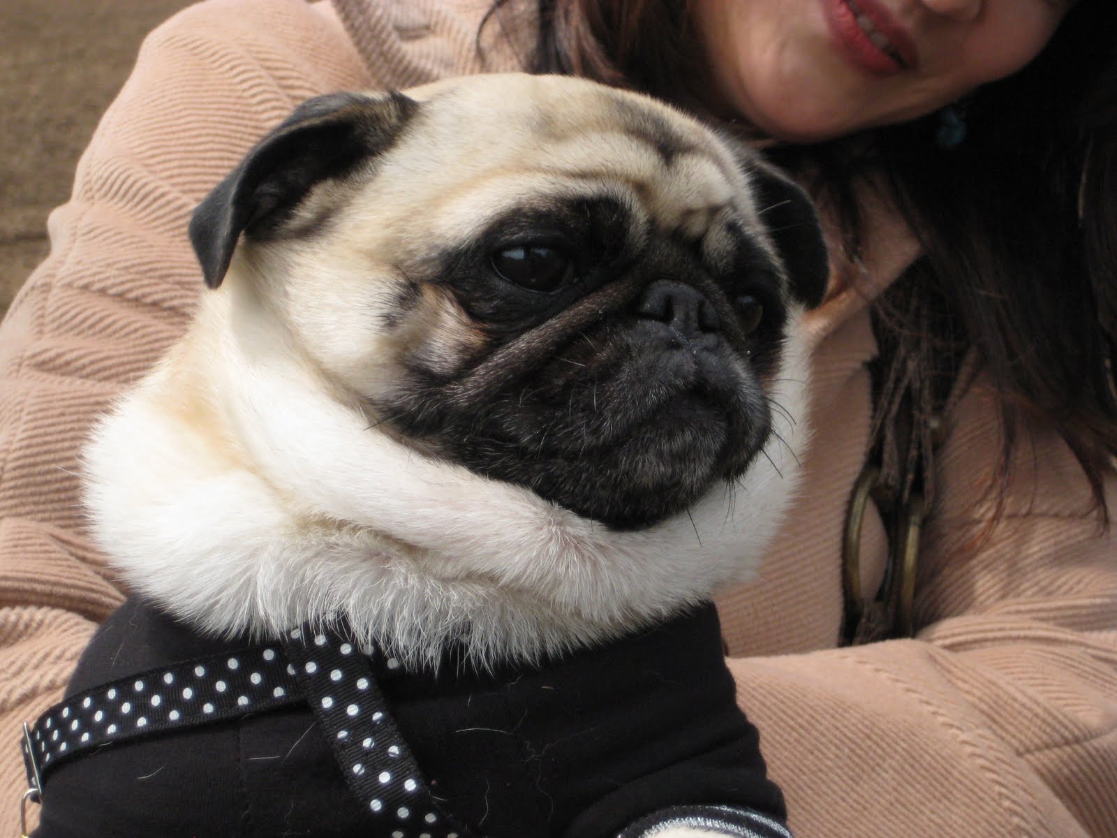 Tete & Tim do Japan Pug spotting pt.2