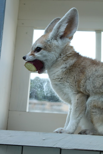 NEW ANIMALS: November 2010