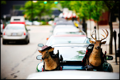 [deerhead.jpg]