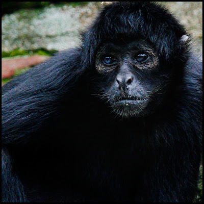 [zoo_monkey-1.jpg]