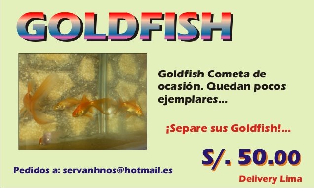 VENDO GOLDFISH COMETA