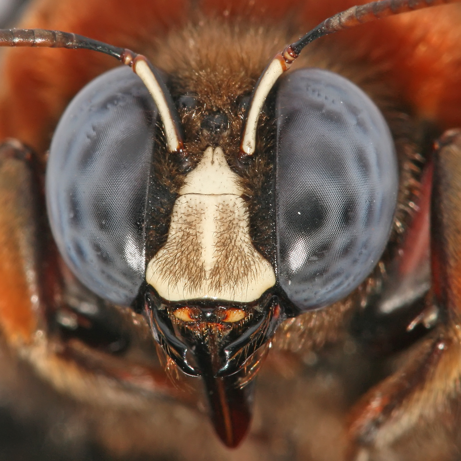 [Carpenter_bee_head_and_compound_eyes[1].jpg]