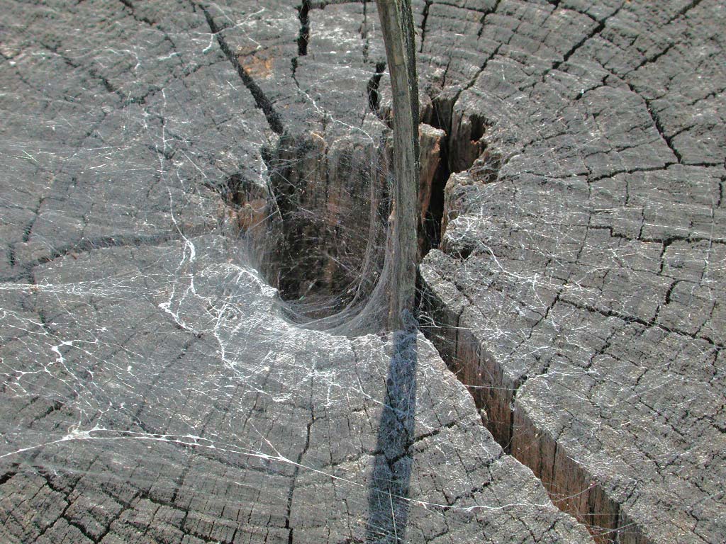 Eye Of The Spider
