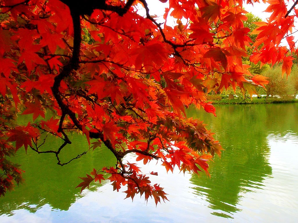 [Fall+leaves.bmp]