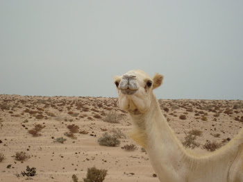 Un petit bonjour de Camel