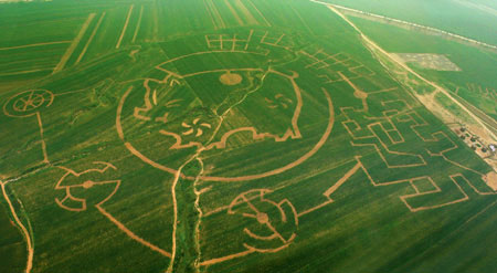 cornfield.maze.jpg