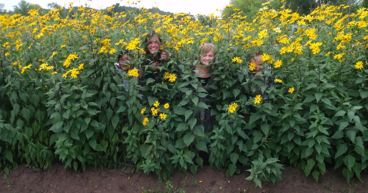 Philadelphia Community Farm Jerusalem Artichoke Information