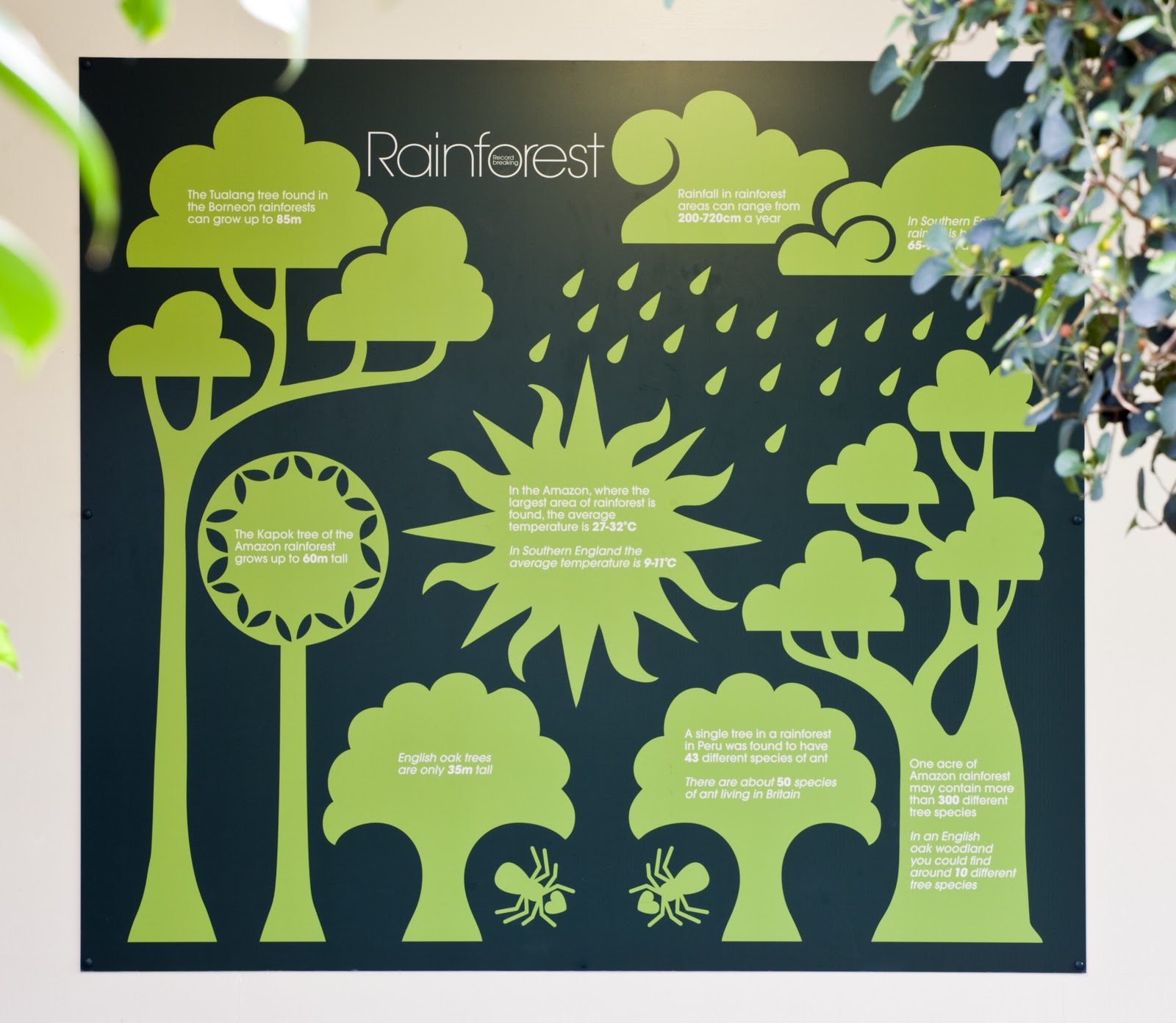 rain forest diagram