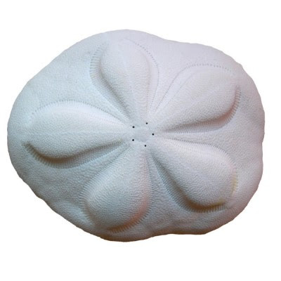Sand Dollar Skeleton