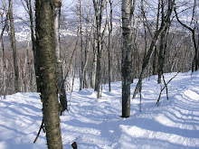 Granite Peak Tree Skiing