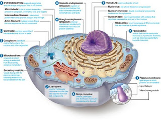 Sel Prokariotik Dan Eukariotik