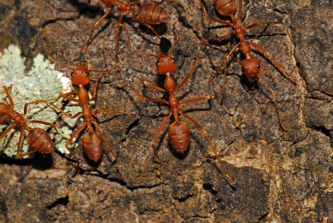 Hormigas de 2 centímetros de largo