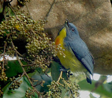 Crimson-breasted Flowerpecker_2011