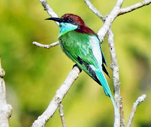 Blue-throated Bee-eater_2011