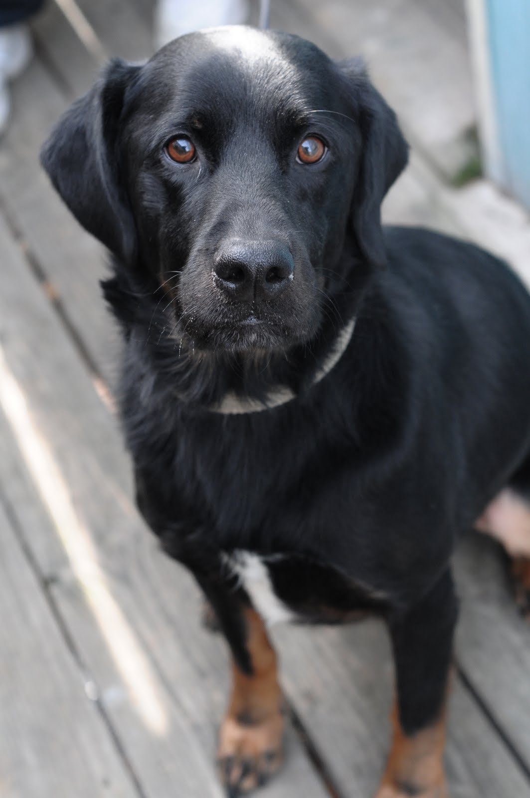 Protective Animal Welfare Society (KC PAWS) Kansas City Pets for Adoption Current KC PAWS