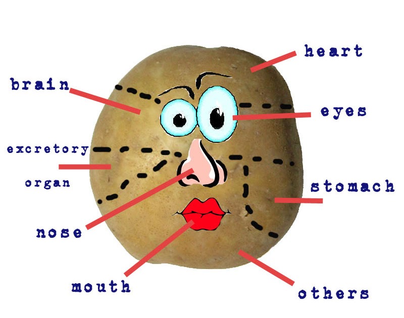 The Potato Corner Anatomy of a Potato