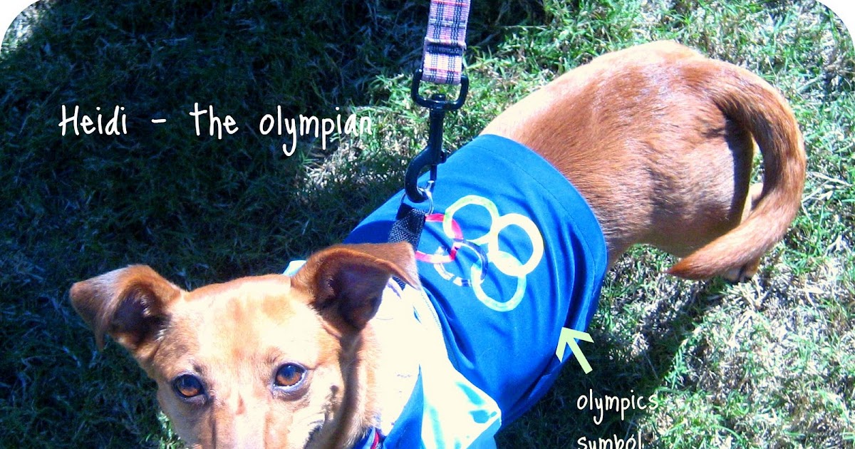 31 diy Dollar Tree Dog Costumes {Tutorial}