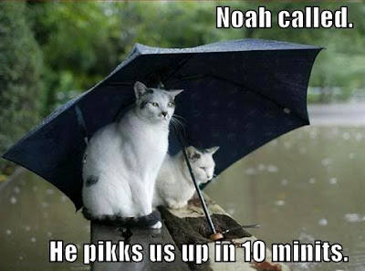 funny-pictures-cats-umbrella-rain-f