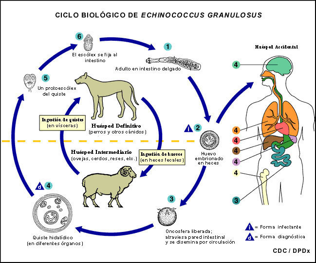 La dosificación de las pastillas de las lombrices para los gatitos