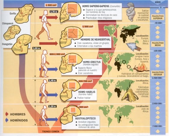 EVOLUCIÓN DEL HOMBRE