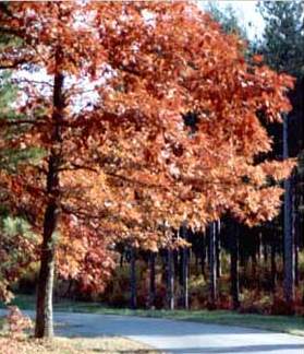 BOSQUES BOREALES SEPTENTRIONALES