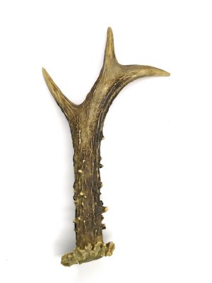 [antler.bmp]