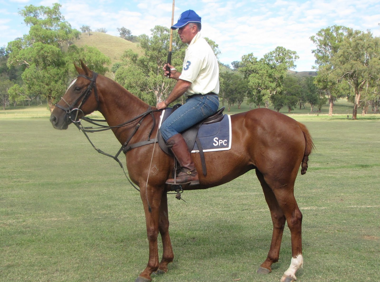 Belltrees Broadsheet Belltrees Polo Horses For Sale