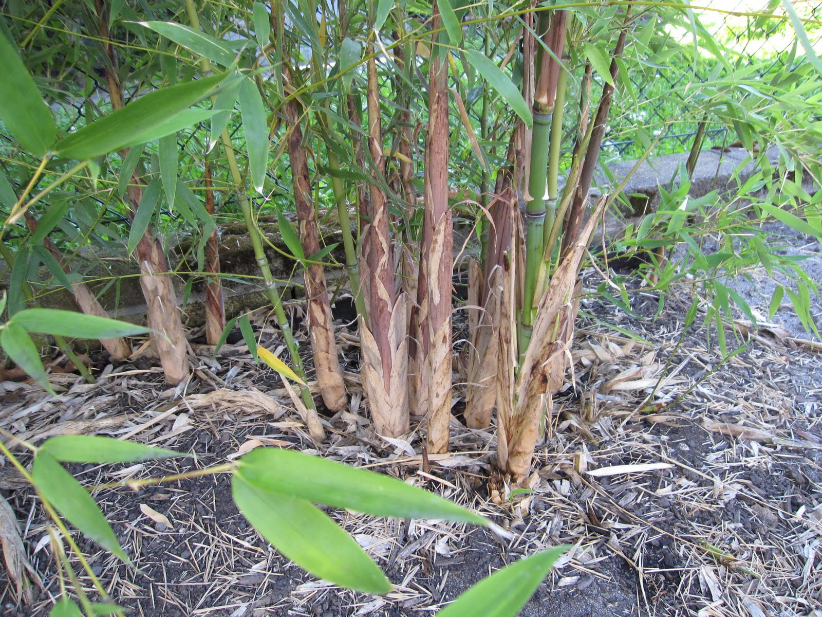 bamboo sprouts