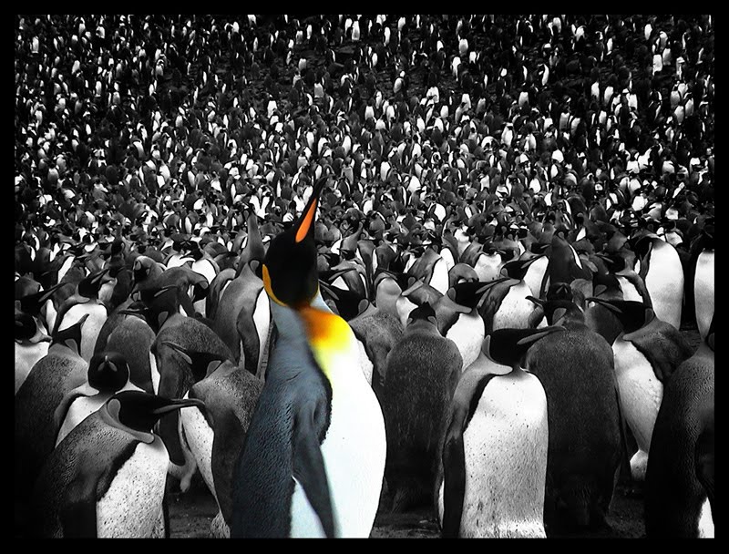 [pinguins-crescebrasilcom.bmp]