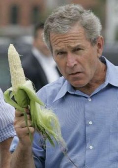 [bush_corn.jpg]